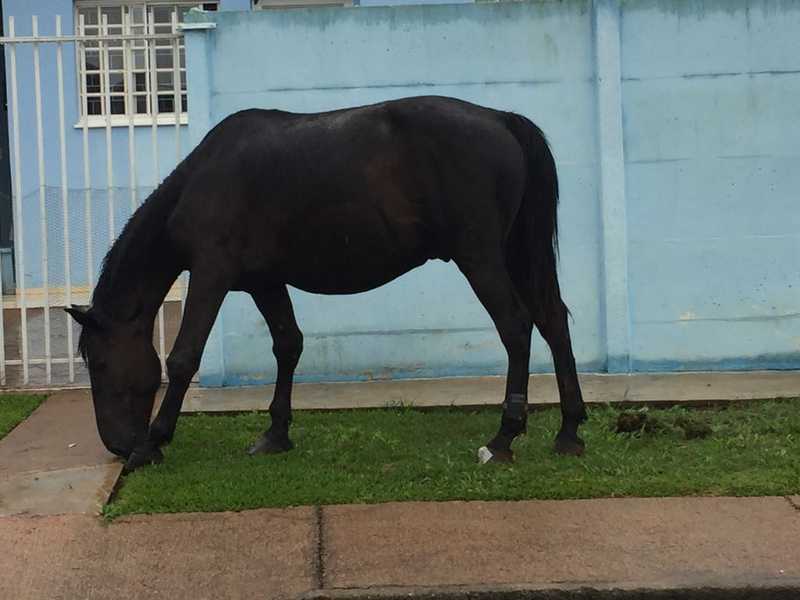 Cavalo com tornozeleira eletrônica