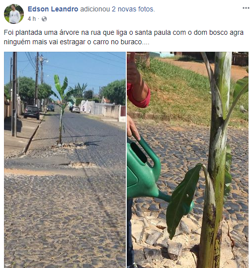 Árvore foi plantada em um buraco de uma das ruas do bairro Santa Paula