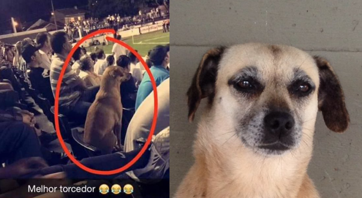 Cachorros abandonados em Ponta Grossa