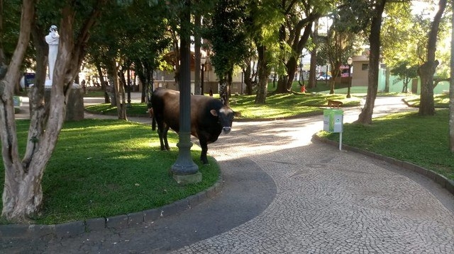 Boi fazendo um passeio por PG