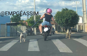 Levando os cachorros pra passear de moto