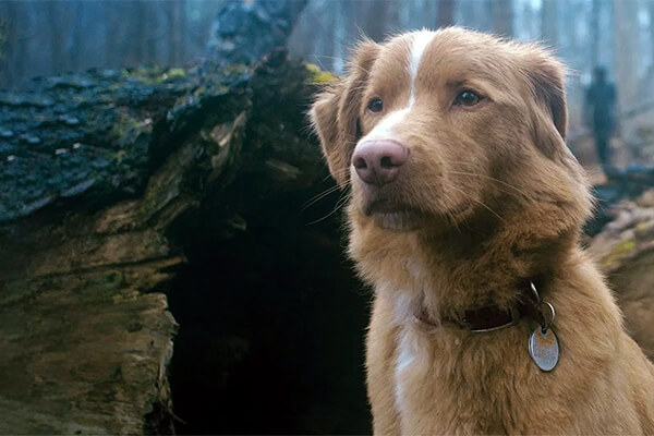 filme de terror cachorro bom menino critica