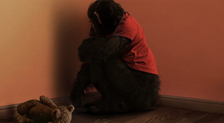 saiba mais sobre o filme o primata